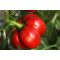 Paprika Rozvita F1 Orosco - 500 szem