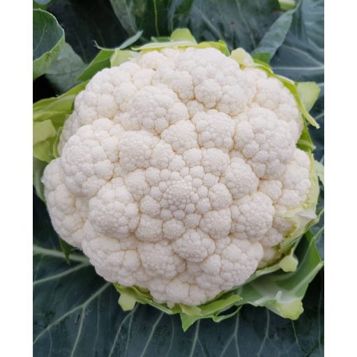 Karfiol Ferrara F1 Orosco - 2500 szem