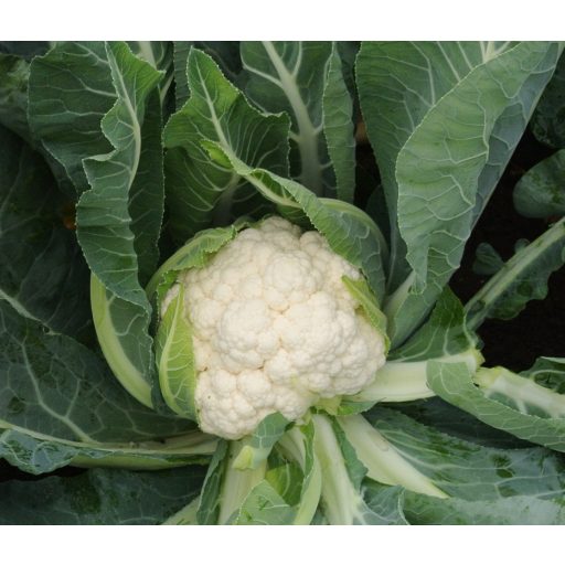 Karfiol Aviso F1 EliSem ZFW - 2500 szem