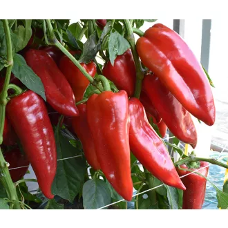 Paprika Kárpát F1 D1611/881 - 1000 szem