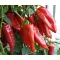 Paprika Kárpát F1 D1611/881 - 1000 szem