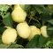 Paprika Szalva F1 Duna - 1.000 szem
