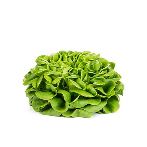 Saláta Chalmers (79-145) RZ Salanova - 1000 szem