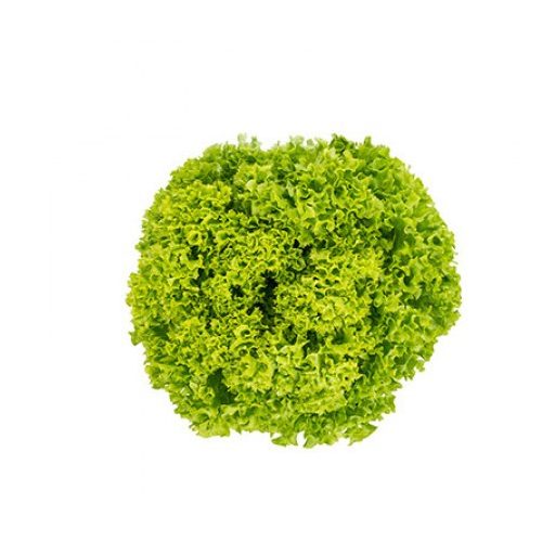 Saláta Teramo (86-182) Rz - 5000 szem