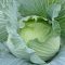 Fejeskáposzta Green Lunar F1 Takii Seed - 2500 szem