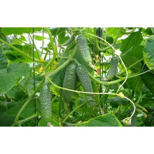 Uborka Kybria F1 RZ - 1000 szem