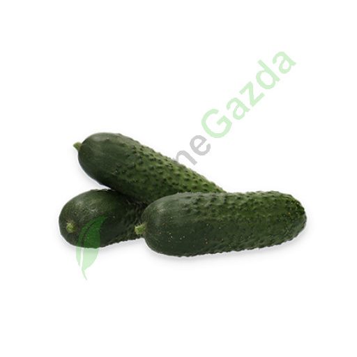 Uborka Ilonara F1 (12-IT408) RZ - 250 szem