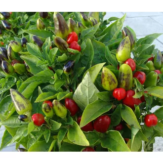 Paprika Figura Chili ZFW - 1000 szem