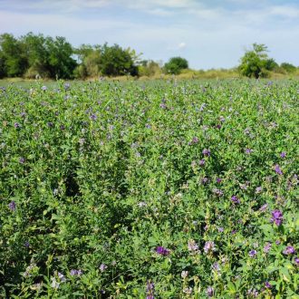 Lucerna Nardian I.Fok. - 25kg