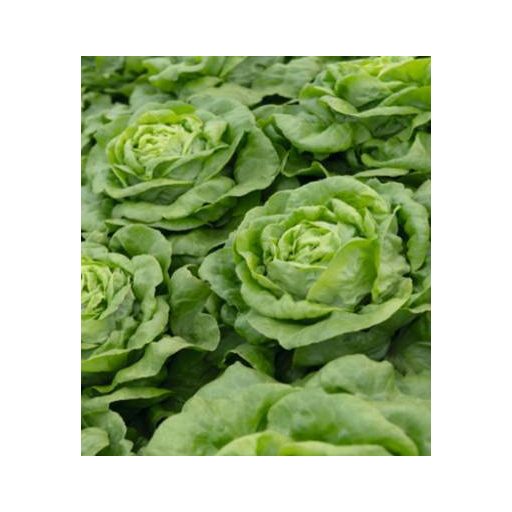 Saláta Sotalis Pilírozott Bejo - 5000 szem