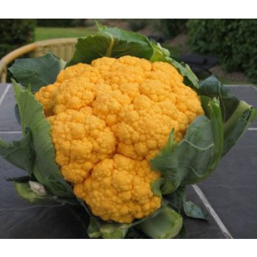 Karfiol Jaffa F1 EliTop ZFW - 2500 szem