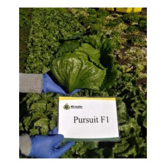   Saláta Pursuit Jégsaláta Pillírozott Hazera Genetics - 5000 szem