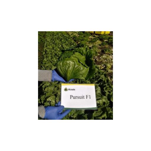 Saláta Pursuit Jégsaláta Pillírozott Hazera Genetics - 5000 szem