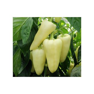Paprika Estilla F1 Orosco - 5000 szem