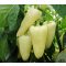 Paprika Estilla F1 Orosco - 5000 szem