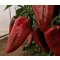 Paprika Cahuna F1 Capsico - 100 szem