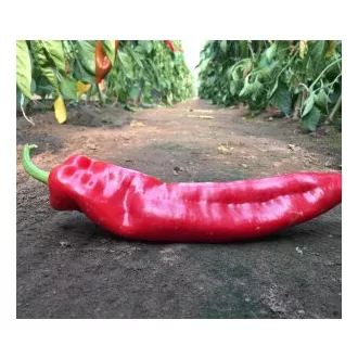 Paprika Delicado F1 Bocskor Capsico - 100 szem