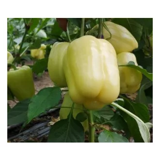 Paprika Silverado F1 Capsico - 100 szem