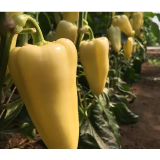 Paprika Trinity F1 Capsico - 100 szem