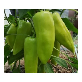Paprika Octavia F1 Capsico - 100 szem