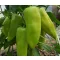 Paprika Octavia F1 Capsico - 100 szem