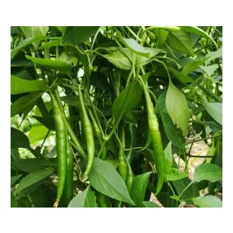 Paprika Maidano F1 Chili Capsico - 100 szem