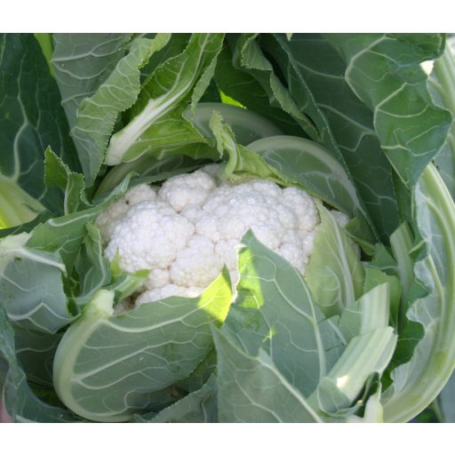 Karfiol Navalo F1 (MS) EliTop ZFW - 2500 szem