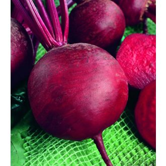Cékla Cervena Kulata Semo - 500g