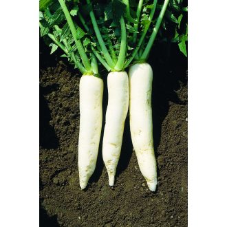 Retek Mino Summer Cross F1 Sakata - 50g