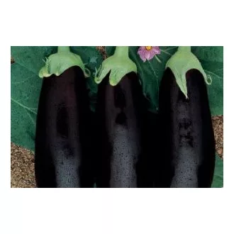 Tojásgyümölcs Barcelona F1 Semillas Fito - 250 szem