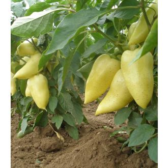 Paprika Amy Semo - 5000 szem