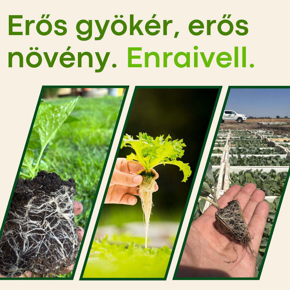 Erős gyökér, erős növény. Enraivell.